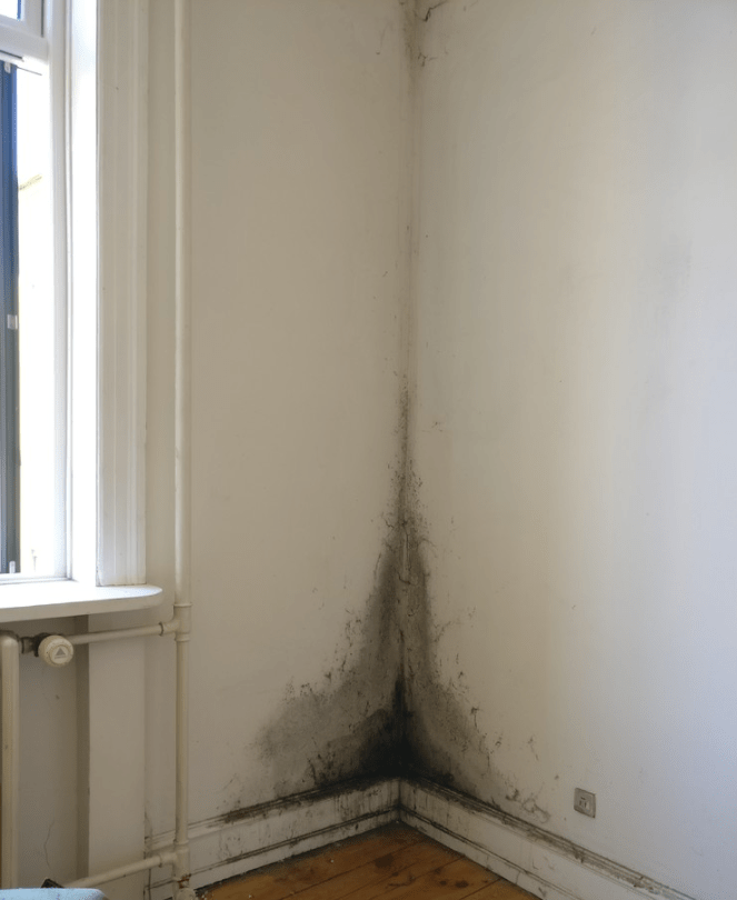 Udbedring af skimmelsvamp på væg
